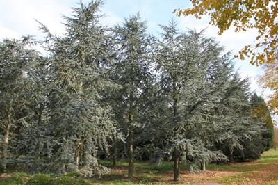 Cedrus atlantica